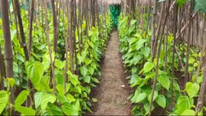 1200-675-24876946-thumbnail-16x9-img-aspera