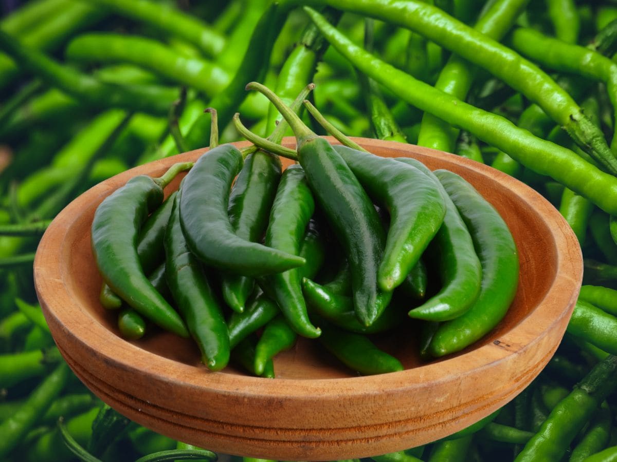 green-chili-health-benefits-2025-04-ce4fd6d7d9cf629e67aa6fd72672b376