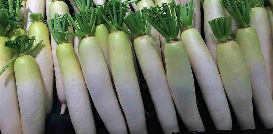 radish